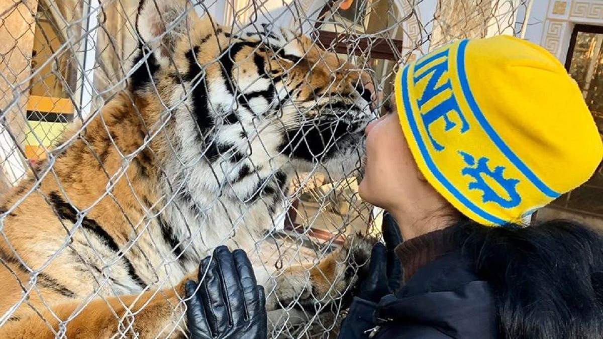 Шістьох покинутих тигрів заберуть у притулки і зоопарки Шістьох покинутих тигрів заберуть у притулки і зоопарки