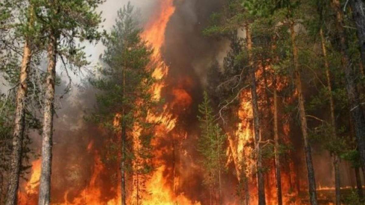 За пол года площадь пожаров в лесах Украины выросла в 40 раз За пол года площадь пожаров в лесах Украины выросла в 40 раз